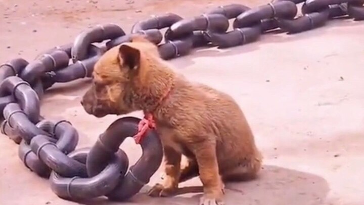 Animal puzzle appreciation!