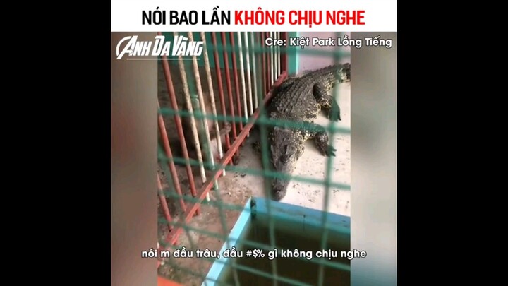 nằm nhà báo