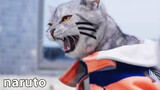[NARUTO] This may be the most hot-blooded cat video I've ever seen!
