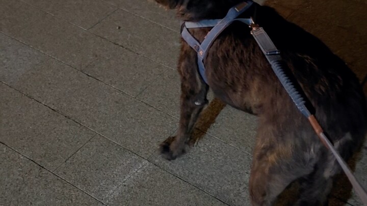 Anjing di rumahku langsung kencing karena ketakutan melihat bunga jahat