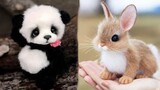 Cute baby animals Videos Compilation cute moment of the animals #2 Cutest Animals 2022