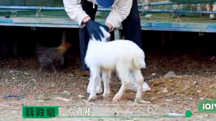 That scene where Big Brother took Qingtian to the sheep shed—back then I just thought it was funny, 