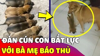 Đàn cún con 'BẤT LỰC' với mẹ chó rảnh rỗi suốt ngày 'THÍCH DI CƯ' mọi nơi trong nhà 😅 Gâu Đần