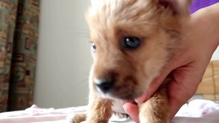 [Nhận nuôi một chú chó ngốc nghếch] Sau khi tắm xong, trông nó nhỏ nhắn và dễ thương quá!