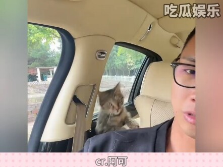 Kucing: Aku hanya perlu menerapkan sedikit tipu muslihat" Kucing