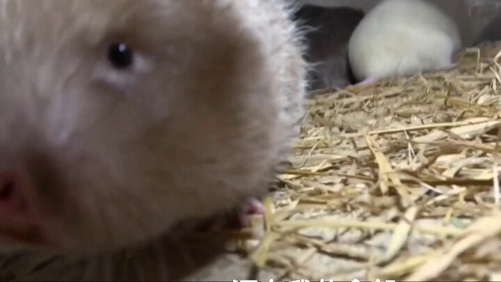 【أخوة هوا نونغ】 ماذا سيحدث إذا قمنا بتركيب أصوات اليابانية الشاملة على أخوة هوا نونغ؟