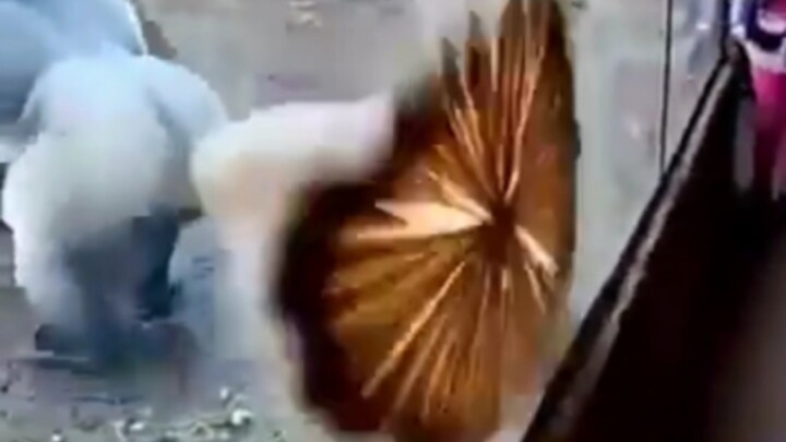 Untung ada kaca, kalau enggak sejarah sudah ditentukan.