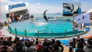 SeaWorld’s Dolphin  Show at  Kamogawa Japan