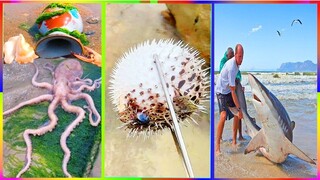 Catching Seafood 🦀 ASMR Relaxing (Catch Shark , Catch Fish ,Deep Sea Monster ) #532