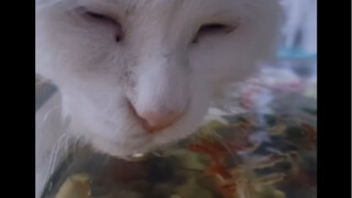 I think it snuck in and ate two little fish while I was drinking water.