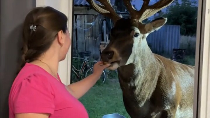 Rusa datang ke rumahmu untuk makan dan minum gratis...