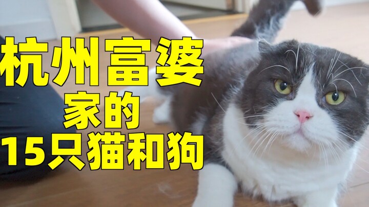 Mengunjungi rumah si Nyonya Kaya di Hangzhou yang punya 15 ekor kucing, rumah Anda masih kekurangan 