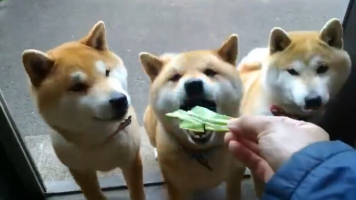 三只柴犬吃青菜，只要我吃的快就能多吃点