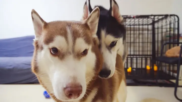[Dogs] Husky Couple Are Too In Love With Each Other!