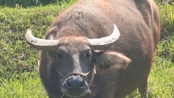 Big eyes, full of doubts