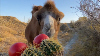 In one month's time it will be the fifteenth year of killing camels. Are you tired of looking at cam