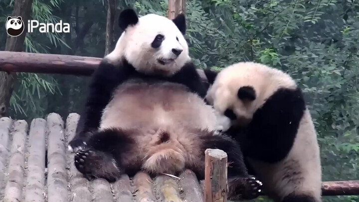 [Pandas] See That White Glove Aunt's Face?
