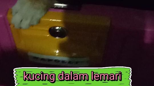 kucing dalam lemari