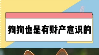 狗狗其实很在乎自己的专属物品