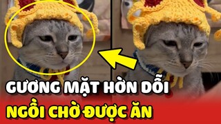 Gương mặt HỜN DỖI của bé mèo khi chờ bà già LÀM ĐỒ ĂN 😂 | Yêu Lu