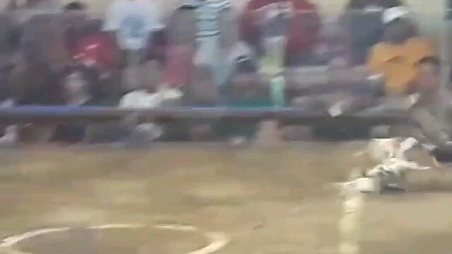 Tinola line naka chamba 2× winner