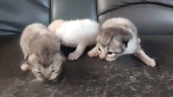 cute persian cat babies