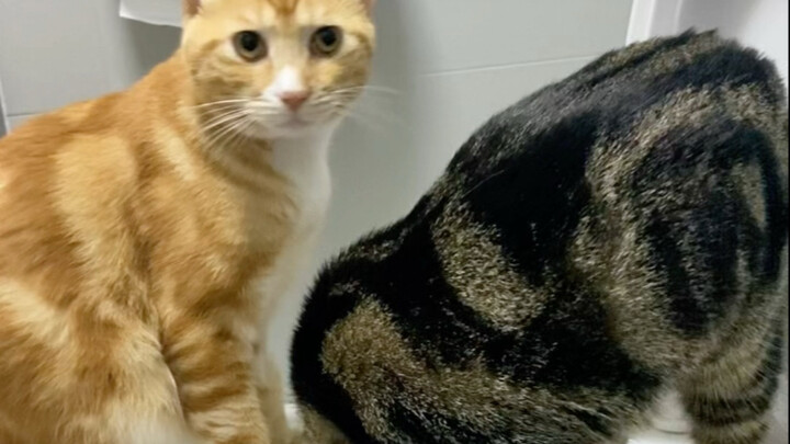 Kitten Uses the Toilet