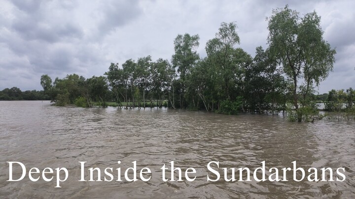 Deep Inside the Sundarbans. সুন্দরবনের গহীনে