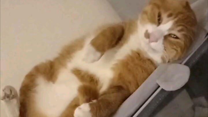 A cat just woke up, looking like it was drugged.