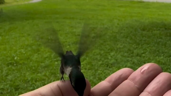 Chim ruồi ăn uống no say trên tay con người