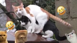 Hilarious Cat and Dog Fails: Funniest Animals of 2024