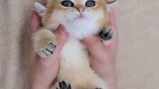 Who can resist the charm of a kitten