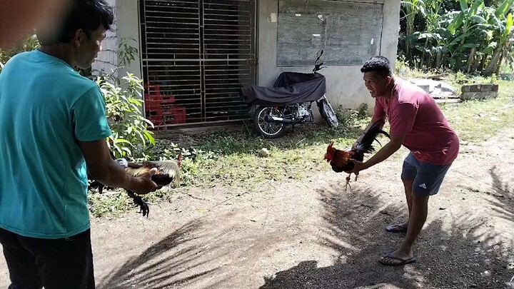 6 months old 1st spar