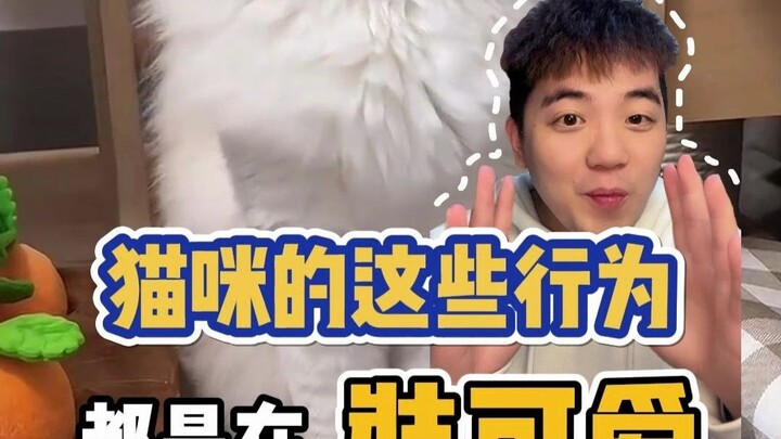 Semua perilaku kucing hanya pura-pura imut 2