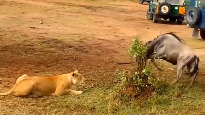 A mighty lion doesn’t need to hunt the weak.