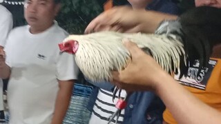 7 months Hiraw bantam