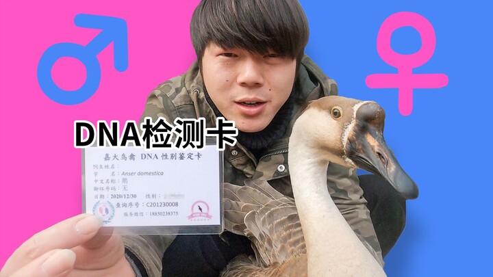 给鹅做DNA检测，这次天歌的性别终于石锤了