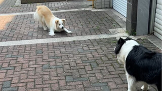 Hanya saat bersama cola aku menjadi seperti seekor anjing