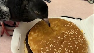 Tujuan merpati sangat jelas, hanya memastikan untuk menghilangkan wijen di atas hamburger