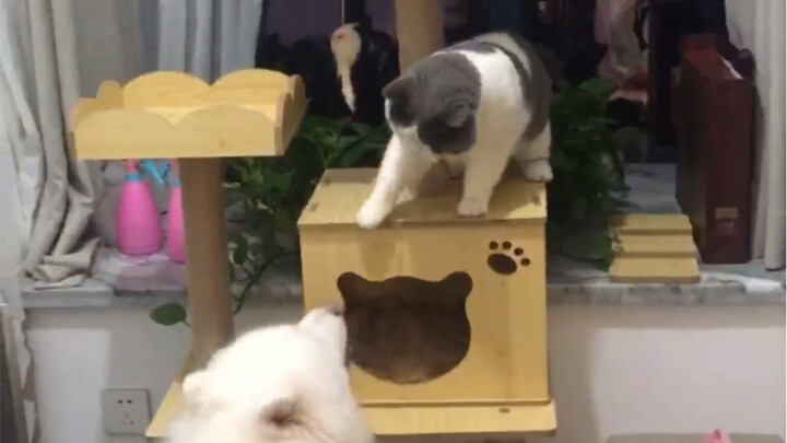 The dog went viral, but the cat got mad!