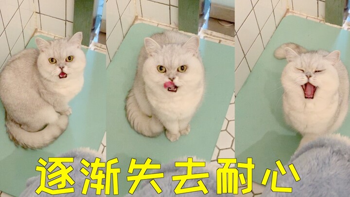 Kucing suka memperhatikan tuannya buang air, apakah ini kelainan perilaku kucing atau masalah moral?