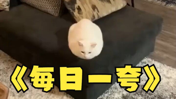 يا من تعتني بالقطط، إذا تجرأت على المدح، فأنا أجرؤ على القبول!! #تدريب الاستماع والتحدث بالإنجليزية