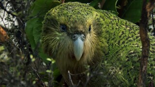 The Strangest Parrot in the World Modern Dinosaurs