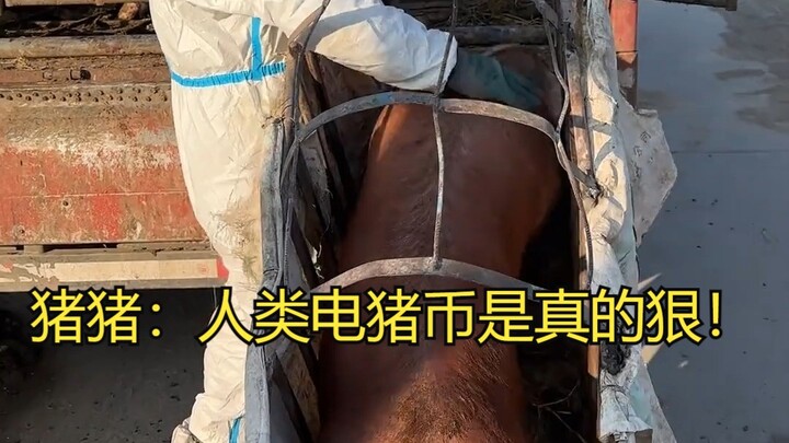 จู้จู้: เหรียญไฟฟ้าของมนุษย์มันโหดจริงๆ!