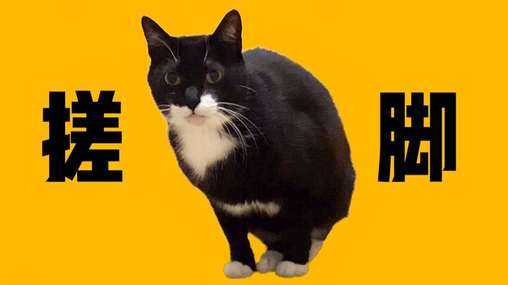 猪比问有人想来我家搓脚吗？