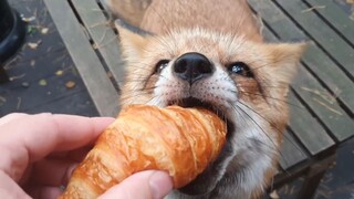 Give the croissant a little fox