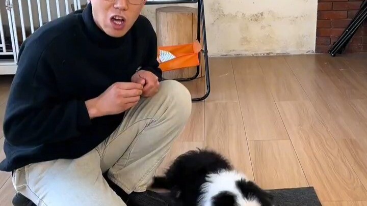 How to Prevent Food Guarding in a New Puppy