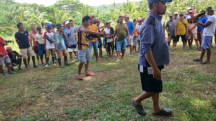 Sabong