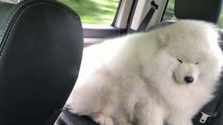 Apakah Saya Memelihara Samoyed atau Domba?