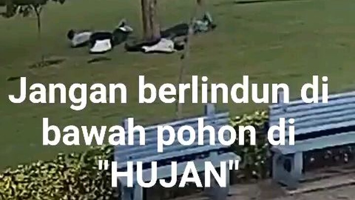 jangan berlindung di bawah pohon ketika hujan